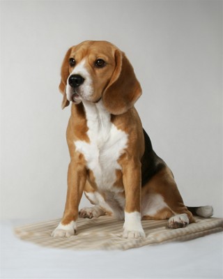 copyright: Riitta Oksman / Foto-Oksman